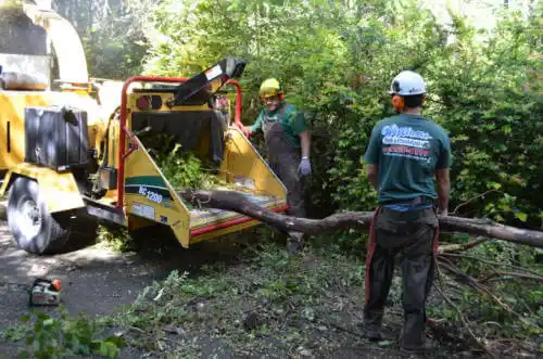 tree services North City